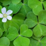 St. Patrick’s Day Fun Facts – Shamrock and Trinity: St. Patrick’s Ingenious Teaching Tool