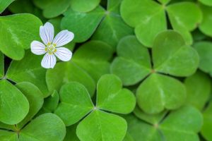 St. Patrick’s Day Fun Facts – Shamrock and Trinity: St. Patrick’s Ingenious Teaching Tool